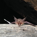 2014 09 27 Feldermaus aus Ausstellerschirm am Backhaus 005